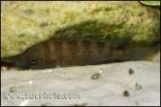 "Ctenochromis" benthicola