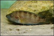 "Ctenochromis" benthicola