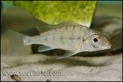 Tylochromis polylepis