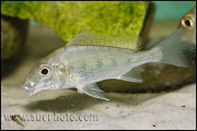 Tylochromis polylepis