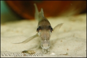 Xenotilapia caudafasciata