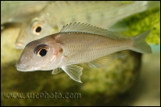 Xenotilapia caudafasciata