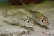 Tylochromis polylepis