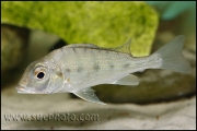 Tylochromis polylepis