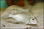 Tylochromis polylepis