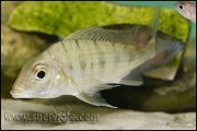 Tylochromis polylepis