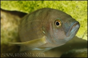 "Ctenochromis" benthicola