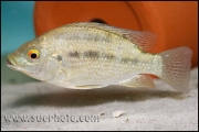 Oreochromis tanganicae