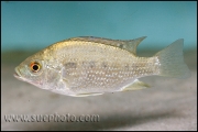 Oreochromis tanganicae