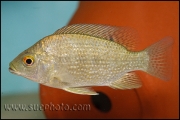 Oreochromis tanganicae