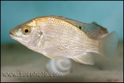 Oreochromis tanganicae