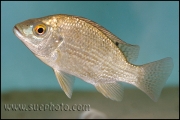 Oreochromis tanganicae