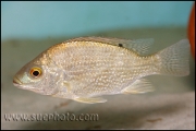 Oreochromis tanganicae