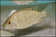 Oreochromis tanganicae