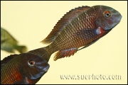 Tropheus sp. Lupota