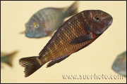 Tropheus sp. Lupota