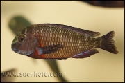 Tropheus sp. Lupota