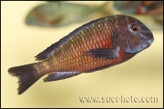 Tropheus sp. Lupota