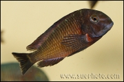 Tropheus sp. Lupota