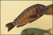 Tropheus sp. Lupota