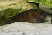 "Ctenochromis" benthicola