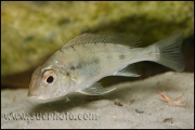 Tylochromis polylepis