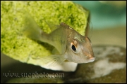 Tylochromis polylepis