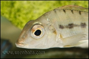 Tylochromis polylepis