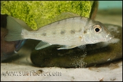 Tylochromis polylepis