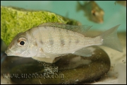 Tylochromis polylepis