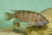 "Ctenochromis" benthicola