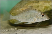 Tylochromis polylepis