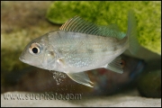 Tylochromis polylepis