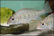 Tylochromis polylepis