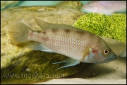 "Ctenochromis" benthicola