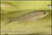 Paracyprichromis brieni Chaitika