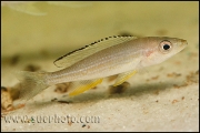 Paracyprichromis brieni Chaitika
