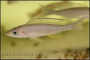 Paracyprichromis brieni Chaitika