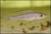 Paracyprichromis brieni Chaitika