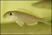 Xenotilapia bathyphilus Chituta