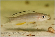 Paracyprichromis brieni Chaitika