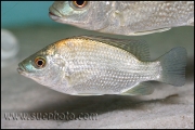 Oreochromis tanganicae