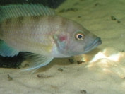 "Ctenochromis" benthicola