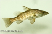Lates sp. microlepis