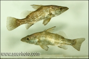 Lates sp. microlepis