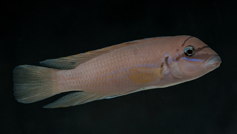 Chalinochromis brichardii Black Mask