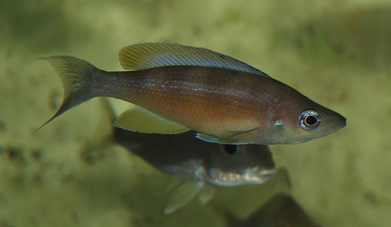 Cyprichromis zonatus Chituta