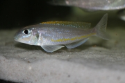 Xenotilapia flavipinnis Chituta