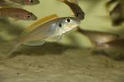 Xenotilapia flavipinnis Chituta