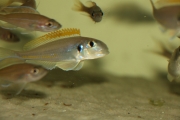 Xenotilapia flavipinnis Chituta